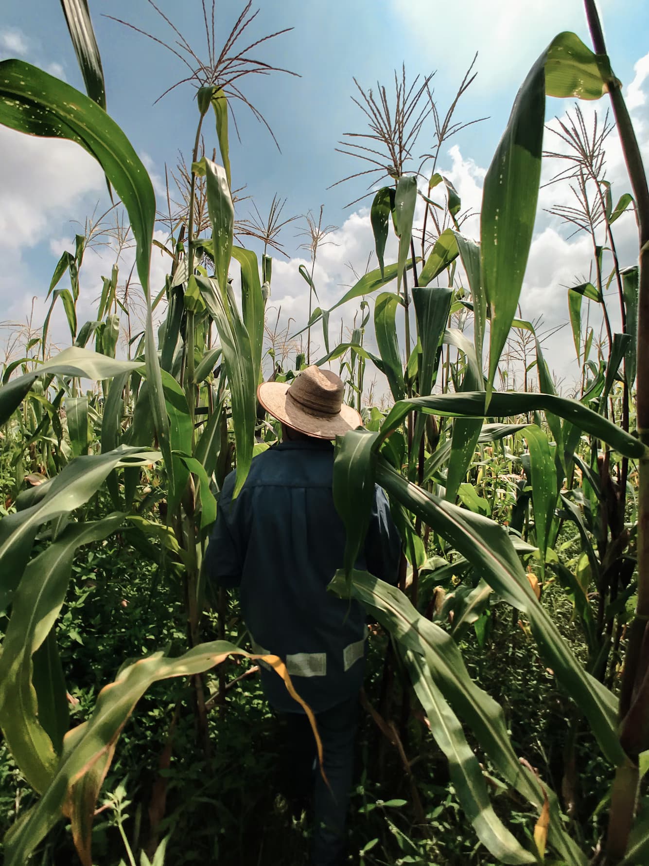 Regenerative Farming